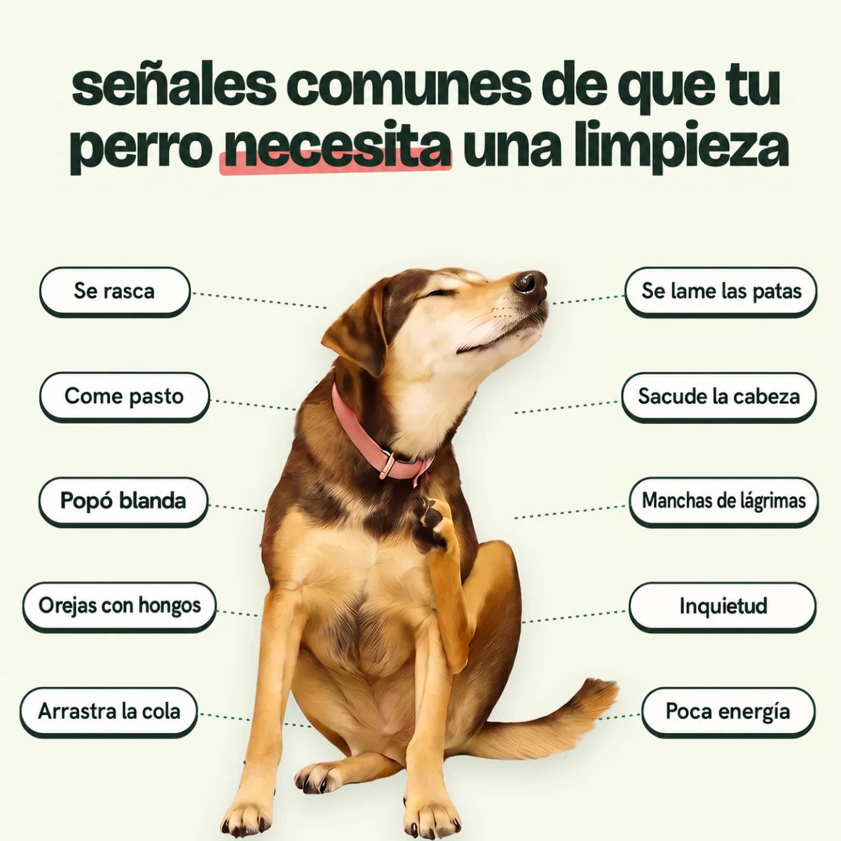 Gotas Pancita de limpieza intestinal para perros – imagen 2